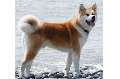 Comparador de seguros para perros Akita Inu