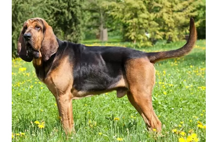 Comparador de seguros para perros Bloodhound