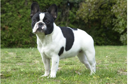 Comparador de seguros para perros Bulldog Francés