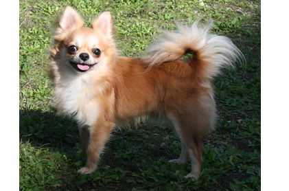 Comparador de seguros para perros Chihuahua